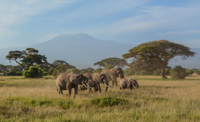 Fototapeta premium African Elephants