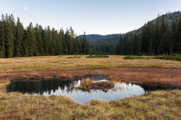 Mountain lake and pine forest
