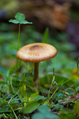 Brown mushrooms in the forest
