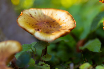 Brown mushrooms in the forest