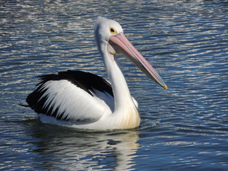 Fototapeta na wymiar lonely pelican