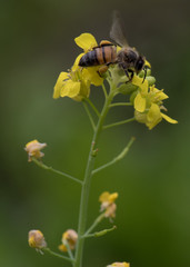bee on yellow flower