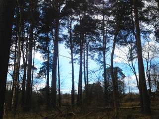 Blue sky through tall trees