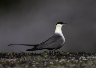 Long-tailed Jaeger