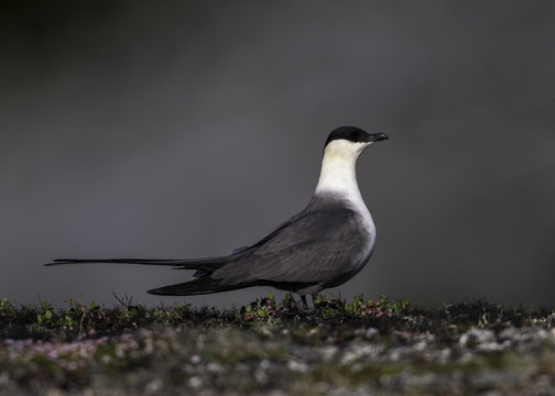 Long-tailed Jaeger