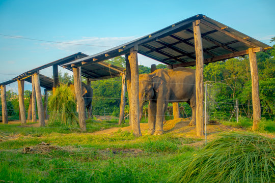 Chained elephant under a structure at outdoors, with a fence in Chitwan National Park, Nepal, cruelty concept