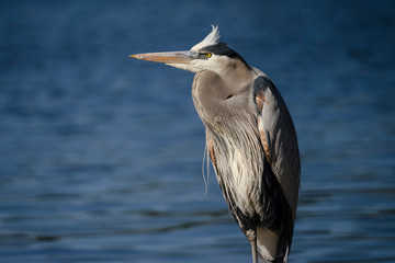 Great Blue Heron with Tucked-In Neck on Lakeshore - 178889507