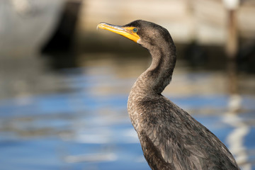 Double-Crested Cormorant Near the Pier - 178889517