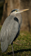 Great Blue Heron with Neck Tucked In - 178889521