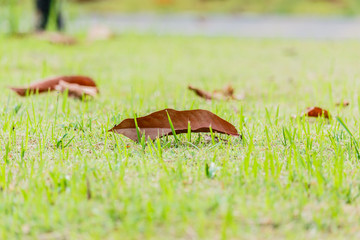 Closeup Leaves dry brown on green grass in the park