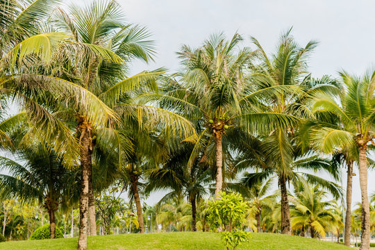 coconut palm tree with green grass in the park .