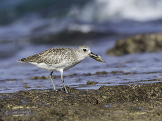 Grey Plover Caught a Fish