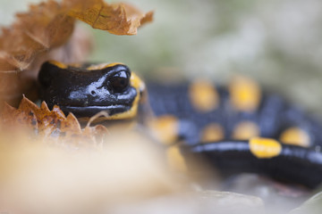 Feuersalamander im Herbstkleid