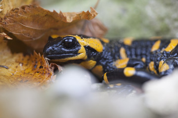 Feuersalamander im Herbstkleid
