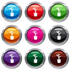 Opuntia set 9 collection