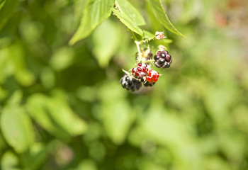 Berries