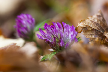 Kleebl&uuml;te im herbstlichen Bl&auml;tterbett