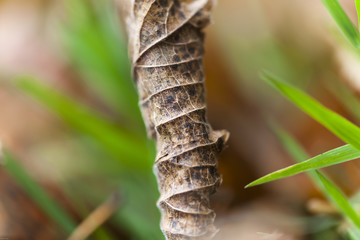 dürres Blatt im Gras