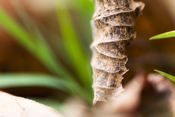 d&uuml;rres Blatt im Gras