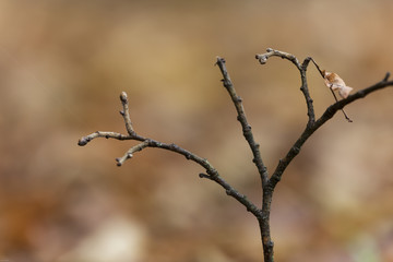 kahler Ast mit Knospen im Herbst