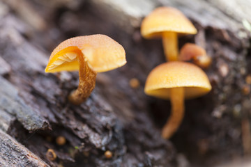 gelbe Pilze