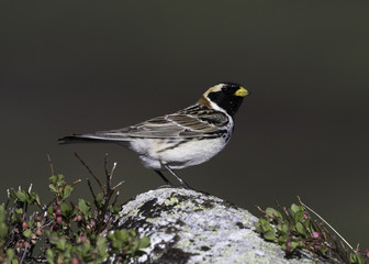Laplong Longspur