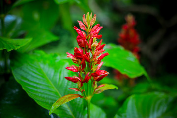 Red leaves in rainy season, Colorful leaves 