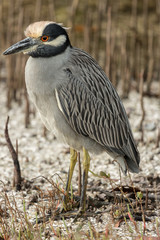 Yellow-crowned Night-Heron Standing