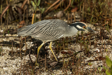 Yellow-crowned Night-Heron Hunting