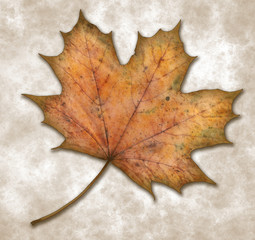 maple leaf