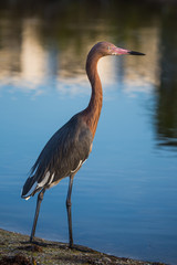 Reddish Egret Standing