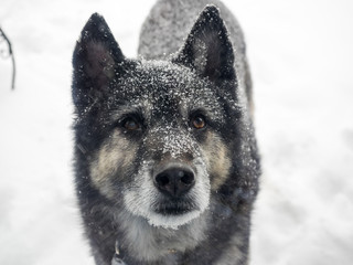 Dog Portrait in Snow