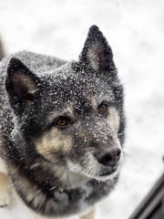 Dog Portrait in Snow