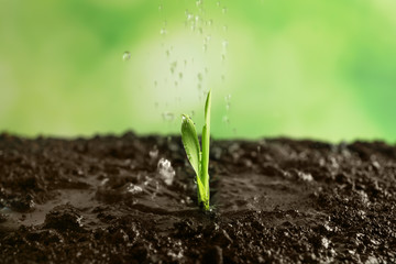 Watering green sprout in garden, closeup