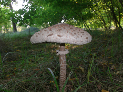 Czubajka kania mushroom