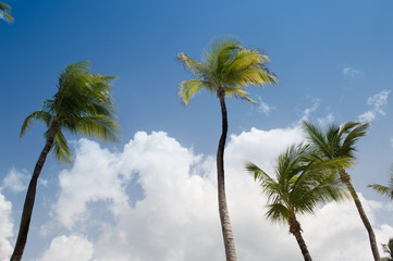 Obraz premium Palm Trees