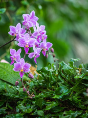 Purple Orchid Group with Dew Drops