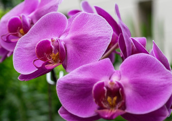 Fototapeta na wymiar Purples Orchids