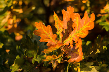 Orange leaf