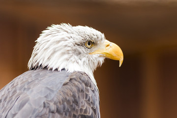 Portrait of a bald eagle (lat. haliaeetus leucocephalus)