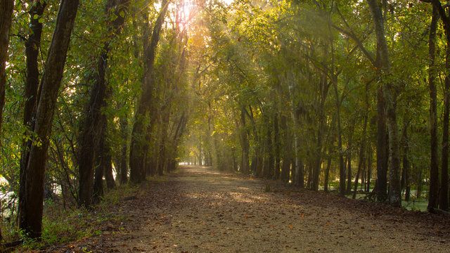 Sun Coming Through Trees