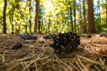 Pine Cones on Trail in Woods