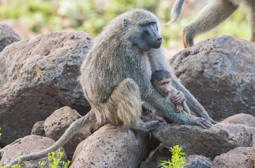 Baboons