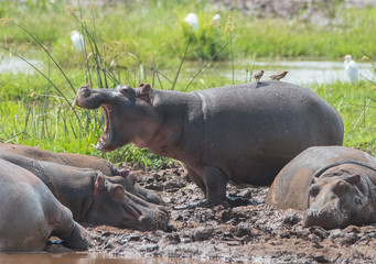 Hippos