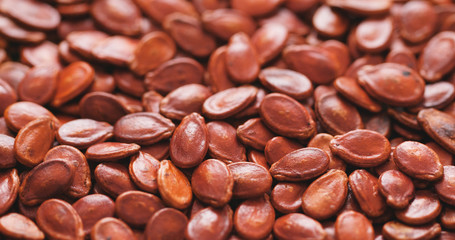 Red watermelon seed for chinese new year