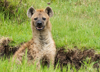 Obraz premium Hyena