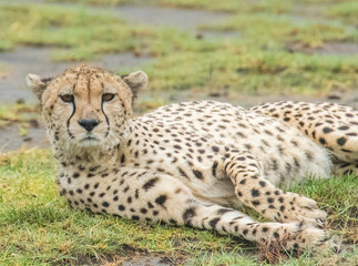 Cheetah