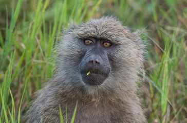 Baboon profile