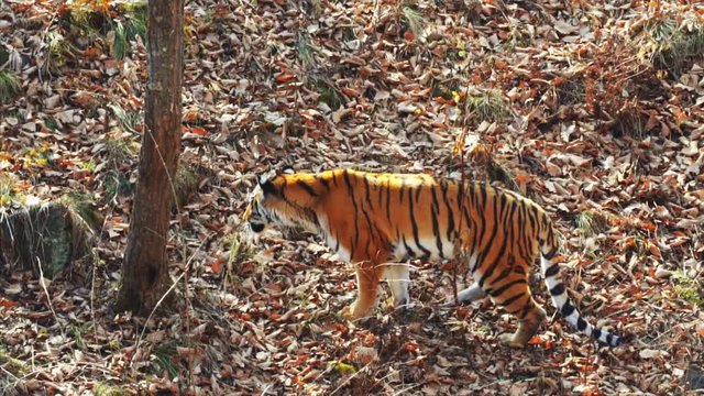 Strong beautiful female amur or ussuri tiger is hunting in autumn forest