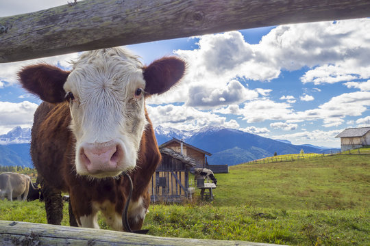 Kuh auf der Alm in den Alpen